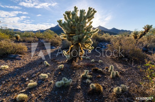 Picture of Jumping Cholla Arizona Desert